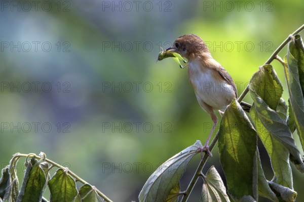 Bird brings food to their chicks