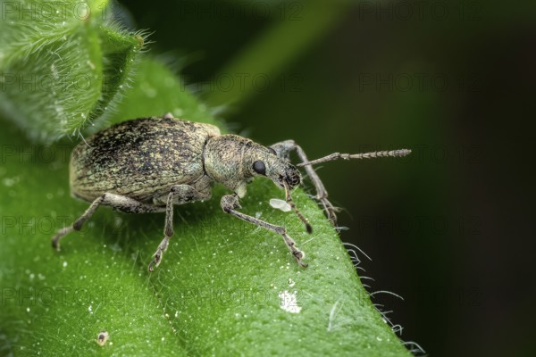 Beetle of Otiorhynchus on a strawberry leaf