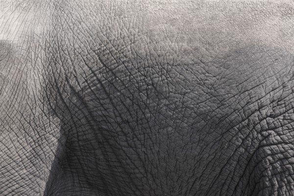 Closeup of skin of grey elephant as background
