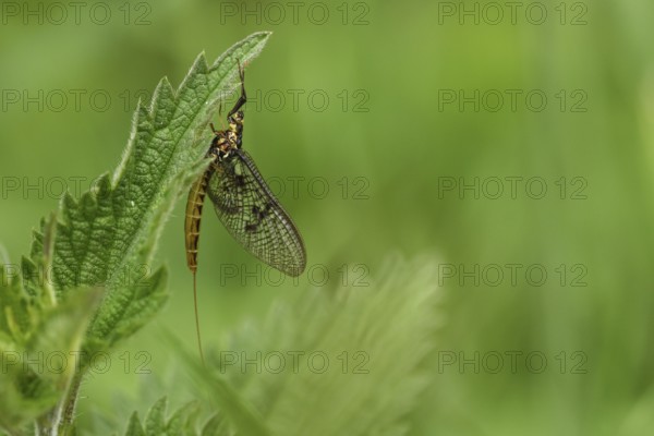 Mayfly (Ephemeroptera)