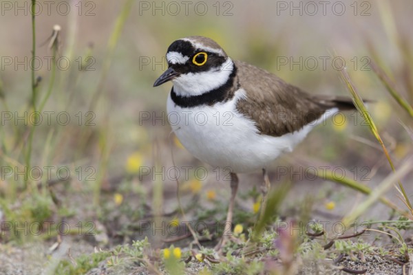Little Ringed Plover, Little Ringed Plover, (Charadrius dubius), plover family, biotope, foraging, Lesbos, Lesbos Island, Greece