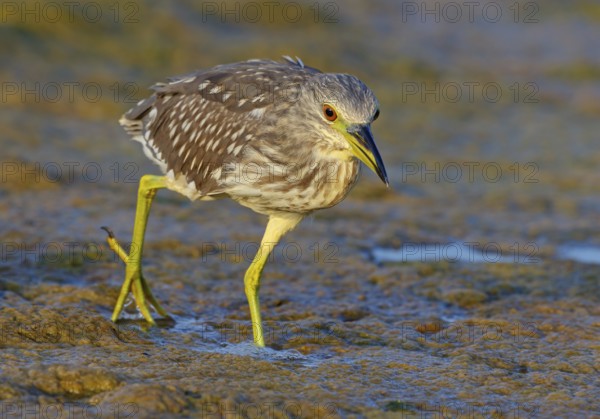 Black-crowned Night Heron, Night Heron, Black-crowned Night-Heron, Nycticorax nycticorax, Bihoreau gris, Héron bihoreau, Martinete Común Muscat, Quarayyat, Muscat, Oman