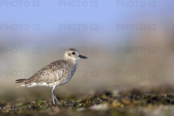 Little Ringed Plover, (Pluvialis squatarola), animal, animals, bird, birds, biotope, habitat, foraging, plover family, Arctic Tundra Barr Al Hikman, Ash Sharqiyah South, Oman
