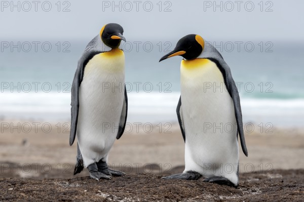 Two King Penguins, Animals, Birds, Penguin, Penguins, (Aptenodytes patagonicus patagonicus) The Neck, Saunders Island, Falkland Islands