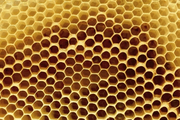 Fragment of honeycomb with empty cells in bright sunlight