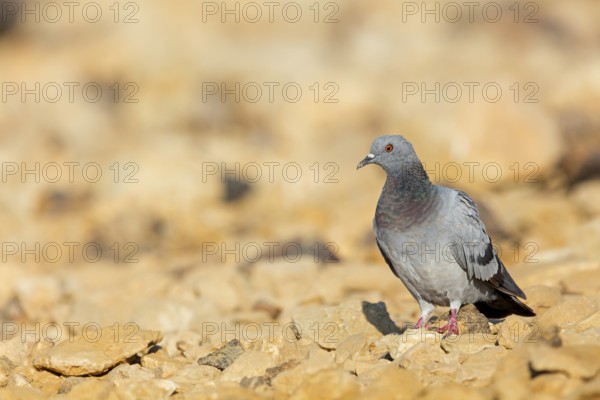 Rock pigeon, (Columba livia), animals, birds, family of pigeons, ancestral form of the domestic pigeon and urban pigeon, feral form, Celias Waterhole, Ezuz, HaDarom, Israel