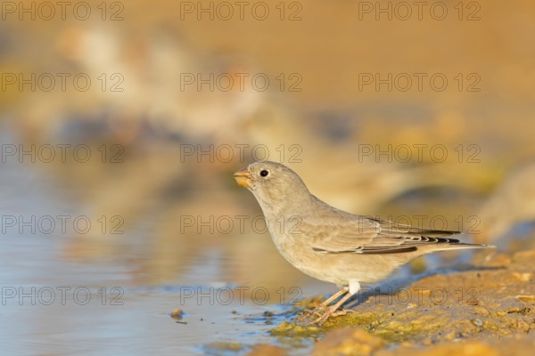 Desert Finch, Finch Family, Finch, Trumpeter Finch, (Rhodopechys githaginea), Roselin githagine, Bouvreuil githagine, Camachuelo Trompetero, Celias Waterhole, Ezuz, HaDarom, Israel
