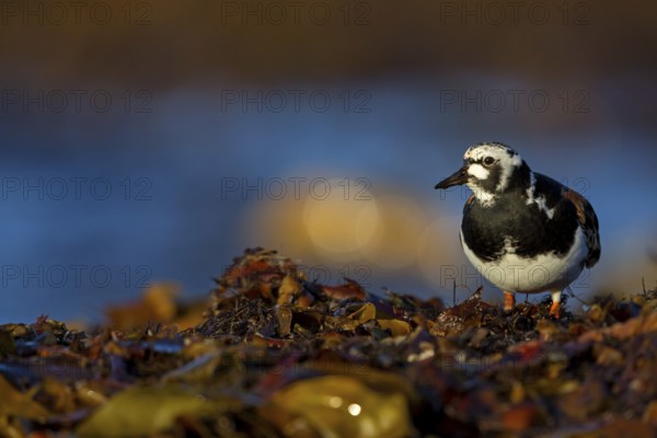 Turnstone, (Arenaria interpres), animals, birds, snipe family, biotope, habitat, foraging, Varanger, Finnmark, Norway