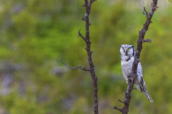 Barred owl, (Surnia ulula), animals, birds, owl family, owl, perch, biotope, habitat, Varanger Bird Park, Finnmark, Norway