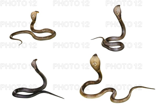 Four King Cobra Snakes Ophiophagus hannah, isolated on white background. behind view