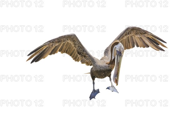 Brown pelican with open wings. Mexico, Baja California Sur