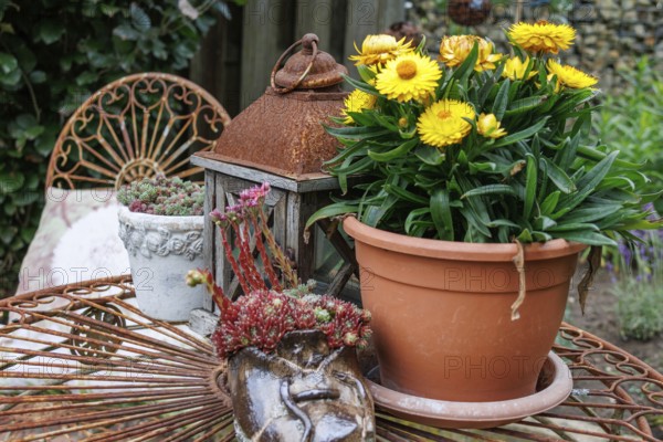 Garden decoration with blooming yellow flowers, rusty lantern and decorative table, Weseke, borken, münsterland, germany