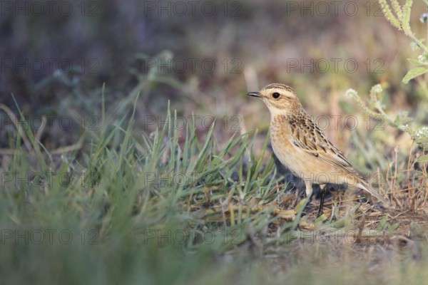 Whinchat in Punta Prima, Menorca