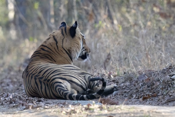 Tiger (Panthera tigris), Bengal tiger or Indian tiger, big cat (Pantherinae), carnivore (Carnivora), critically endangered, male, resting in morning light, dorsal view, Satpura National Park, Tiger Reserve, Madhya Pradesh, Pachmarhi Biosphere Reserve, India