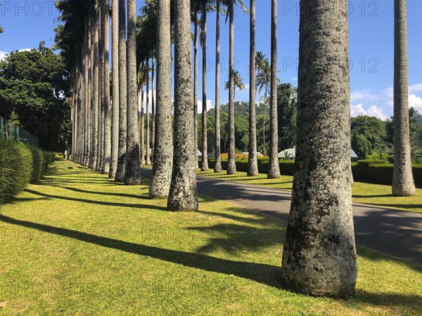 Palm tree alley in Royal Botanic King Gardens, Kandy, Sri Lanka. The garden includes more than 4000 species of plants, including orchids, spices, medicinal plants and palm trees