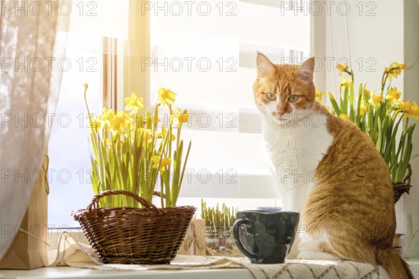 Morning sunlight on the red cat. Cute funny red-white cat on the windowsill with blossom yellow daffodils, close up