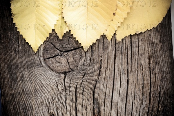 Autumn leaf on old wood texture