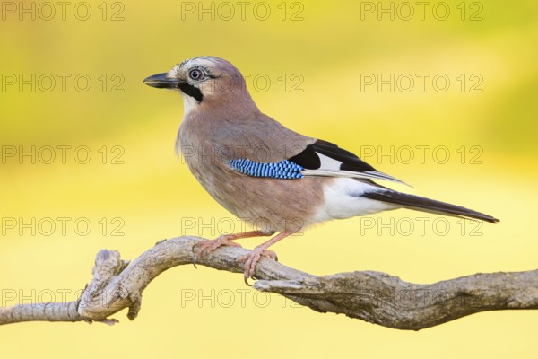 Jay, European Jay, Jay, eurasian jay (Garrulus glandarius), Geai des chênes, Arrendajo Común, Arrendajo, on perch, summer, Ormoz area, Ormoz, Podravska, Slovenia