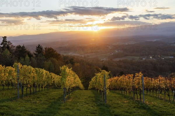 Vineyard in the evening light, cloudy mood at sunset on the Sausal Wine Route, St. Andrä-Höch, Sausal wine country, Styria, Austria