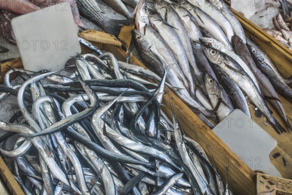 Fish on ice in the market. Greece, Athens, Piraeus