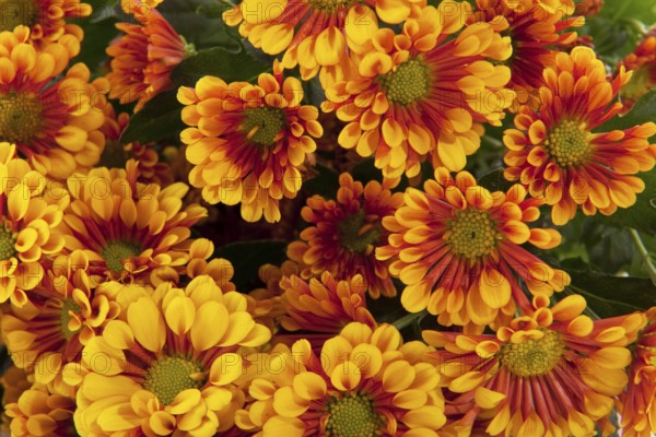Brown orange Florists daisy bouquet isolated over white