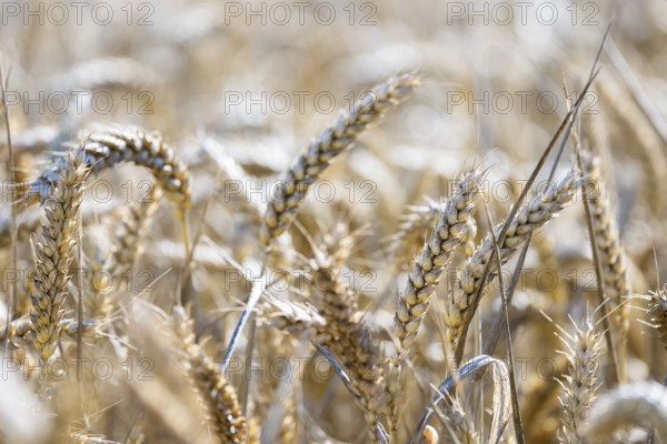 Close-up of ears of wheat in the golden light of the sun, Coxhill, Shepherdswell, Dover, Kent, Great Britain