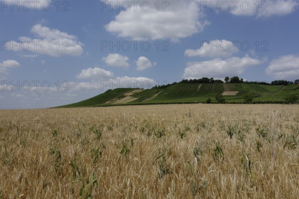 Viticulture near Prüßberg, district of Schweinfurt