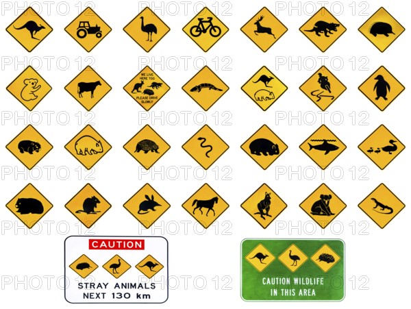 Australian warning road signs from Australia highways. Wildlife animals: Emu, Echidna, Tasmanian Devil, Wombat, Kangaroo, Penguin, Shark, Ducks Snake Rat Deer reptiles and vehicles. Isolated on white
