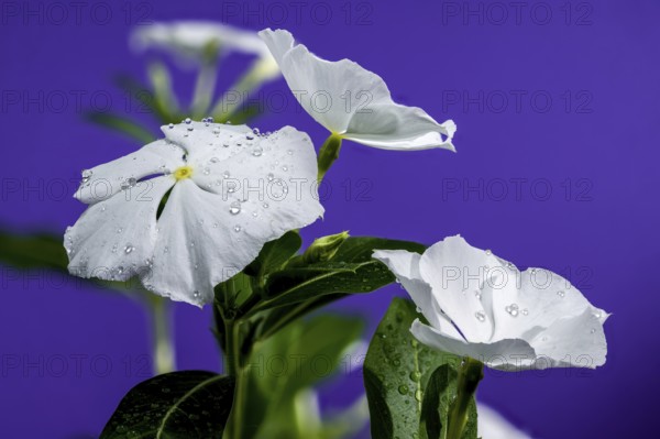 Beautiful Blooming white Catharanthus SunStorm Pure White on a purple background. Flower head close-up, Odessa, Ukraine