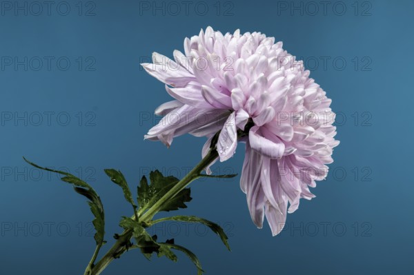 Blooming pink Dark Rossano chrysanthemum on a blue background. Flower head close-up, Odessa, Ukraine