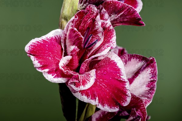 Beautiful Blooming red Gladiolus Jiri Vaclavik on a green background. Flower head close-up, Odessa, Ukraine