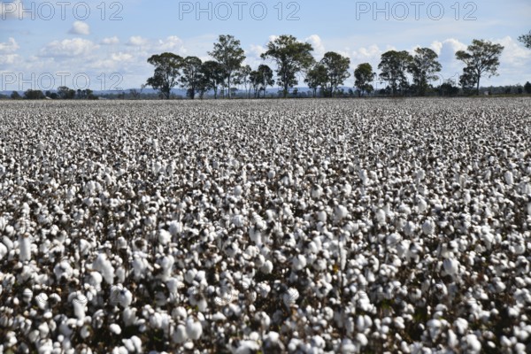 Cotton crop ready for harvest at Byee, near Murgon in the South Burnett district of Queensland, Australia