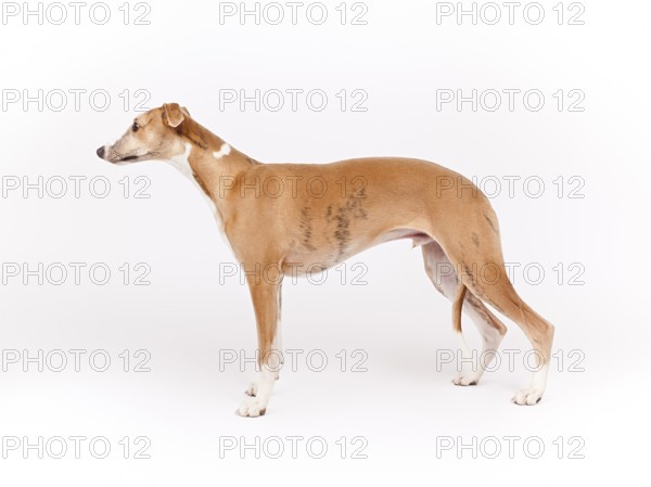 An image of a beautiful whippet dog on white background