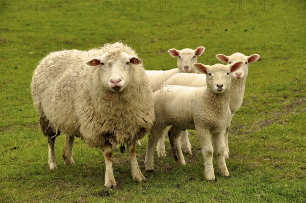 North German grazing sheep with white lambs