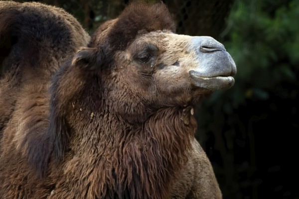 Close up photos of camel heads
