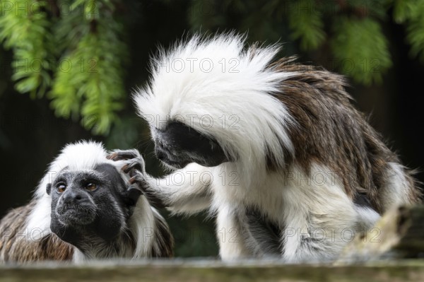 Cotton-top tamarin (Saguinus oedipus) little monkeys