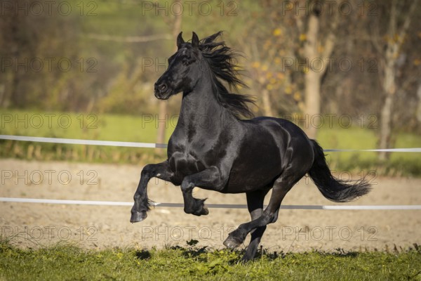 Frisian gelding in the pasture in autumn