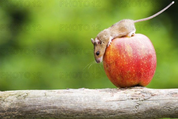 A mouse examines an apple, climbs, balancing act, animals, mammals, grey, grey house mouse, fruit, fruits, Hesse, Federal Republic of Germany