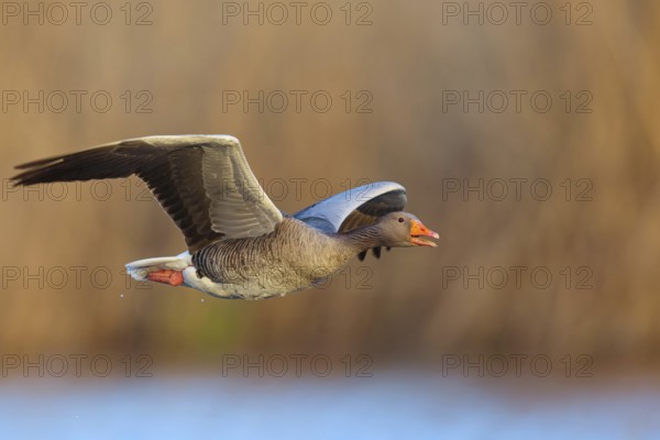 Greylag Goose, Anser anser, Oie cendrÈe, ¡nsar Com?n, Wagbachniederung, Wagh‰usl, Baden-W¸rttemberg, Germany