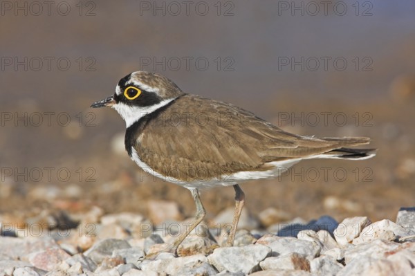 Little Ringed Plover, Little Plover, (Charadrius dubius), Petit Gravelot, Chorlitejo Chico, Derbyshire, Island of Lesbos, Greichenland