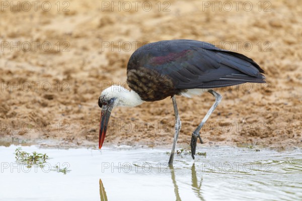 Asian woolly-necked stork (Ciconia episcopus), Cigogne Èpiscopale, Mkuze Game Reserve, Mkuze, KwaZulu-Natal, South Africa