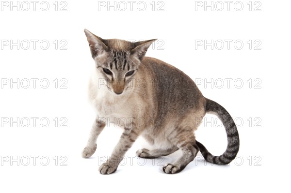 Siamese cat with tabby points isolated over white