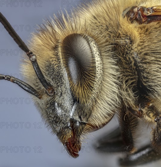 Honey Bee Close Up, Apis Sp