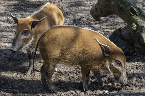 Red River Hog (Potamochoerus porcus) looking for food