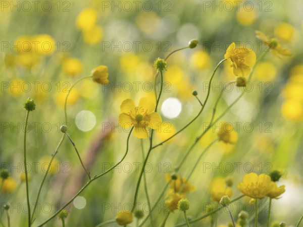 Tall buttercup (Ranunculus acris), buttercup, common buttercup, Riegersburg, Styria, Austria