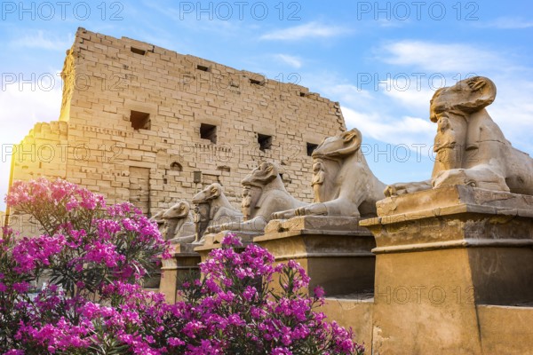 Pink flowers near Sphinxes of Karnak Temple in Luxor