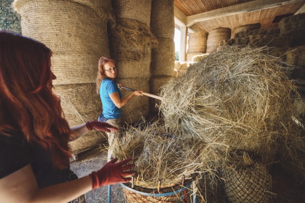 Caucasian woman working at the ranch preparing hay to take to the horses stables. Woman using tools to lift the hay into a wheelbarrow