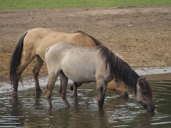 Two horses standing on the bank of the river and drinking water, merfeld, North Rhine-Westphalia, Germany