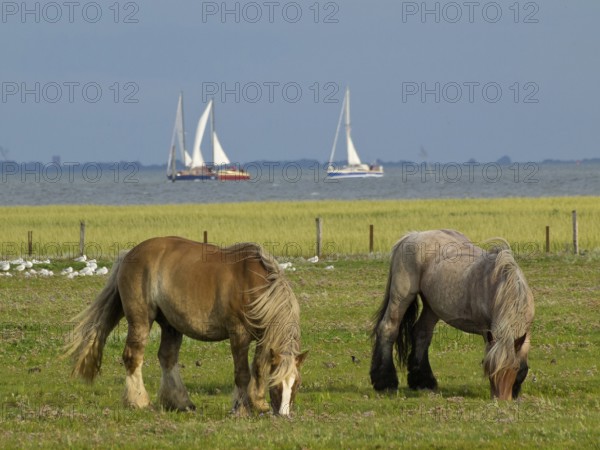 Two horses grazing peacefully on a pasture, in the background sailing boats by the sea, Juist, East Frisia, Germany