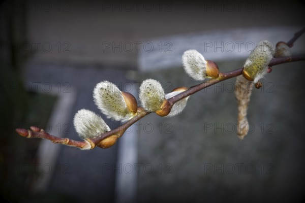 Young flower catkins of a willow in spring